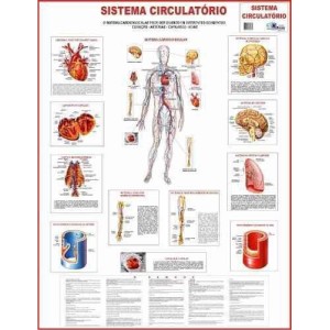 Mapa Sistema Circulatório -  120 X 90CM
